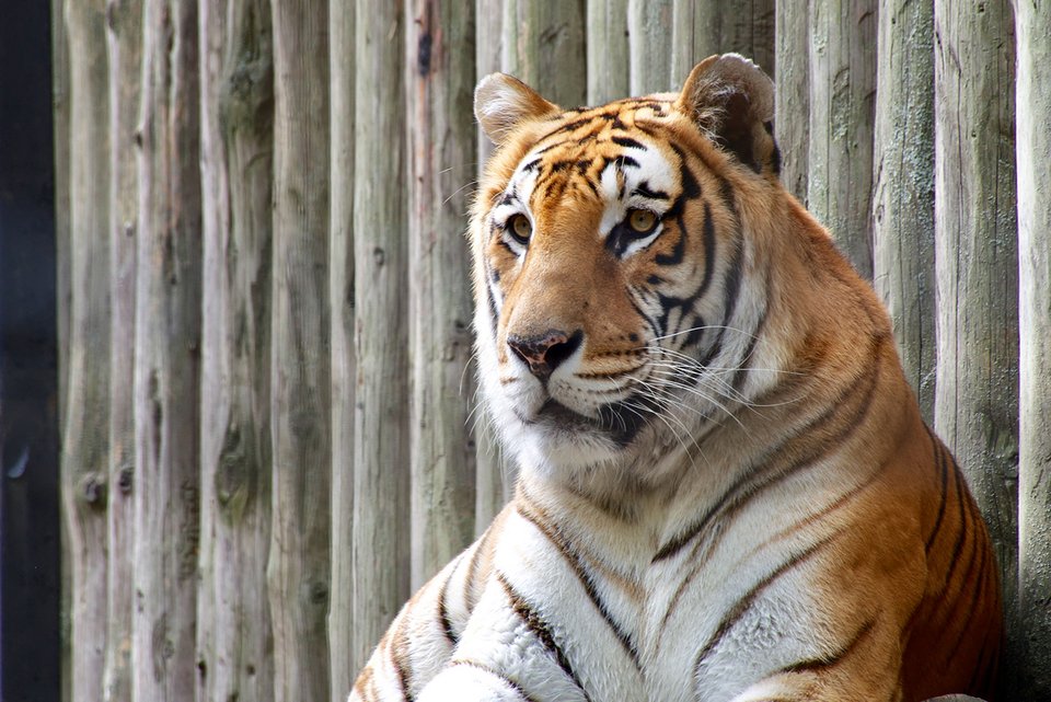 Eine Tiger vor einer Holzwand im Zoo