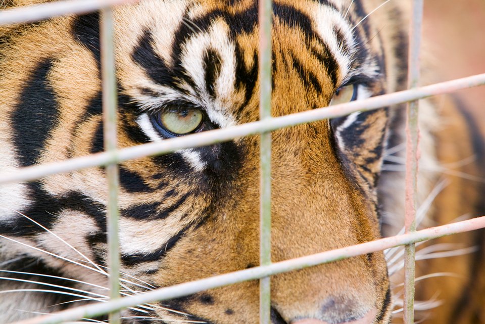 Ein Tiger hinter Käfiggittern blickt nach draußen