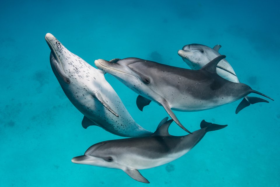 Vier Delfine kooperieren miteinander