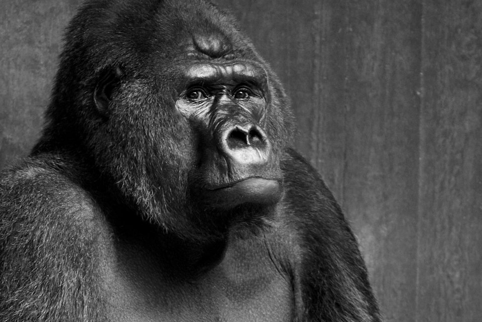 Ein Gorilla schaut ernst und wirkt würdevoll