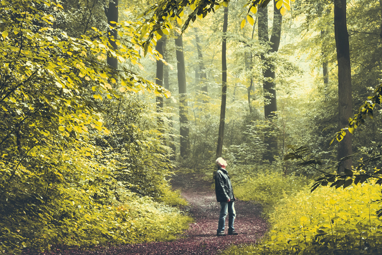 Das Foto zeigt einen Mann unter Bäumen im Wald beim Waldbaden