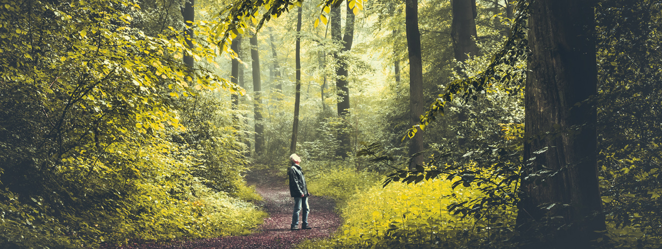 Das Foto zeigt einen Mann unter Bäumen im Wald beim Waldbaden