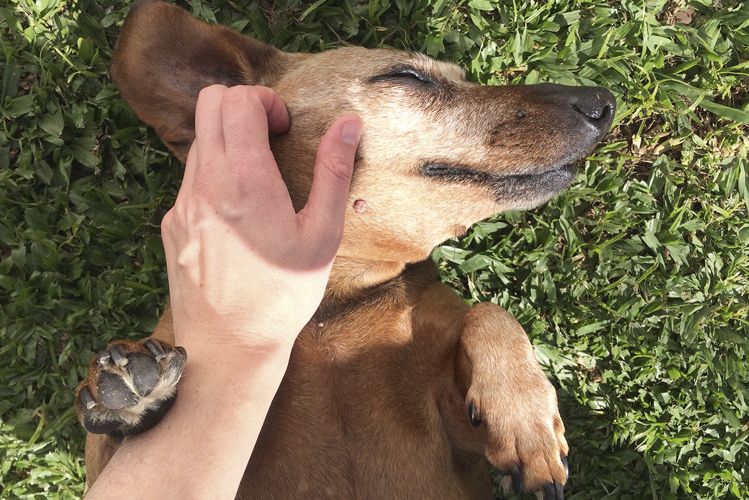 Foto zeigt Hand, die eine schöne Naturerfahrung macht, indem sie einen im Gras liegenden Hund streichelt