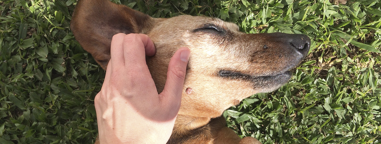 Das Foto zeigt eine Hand, die eine schöne Naturerfahrung macht, indem sie einen im Gras liegenden Hund streichelt