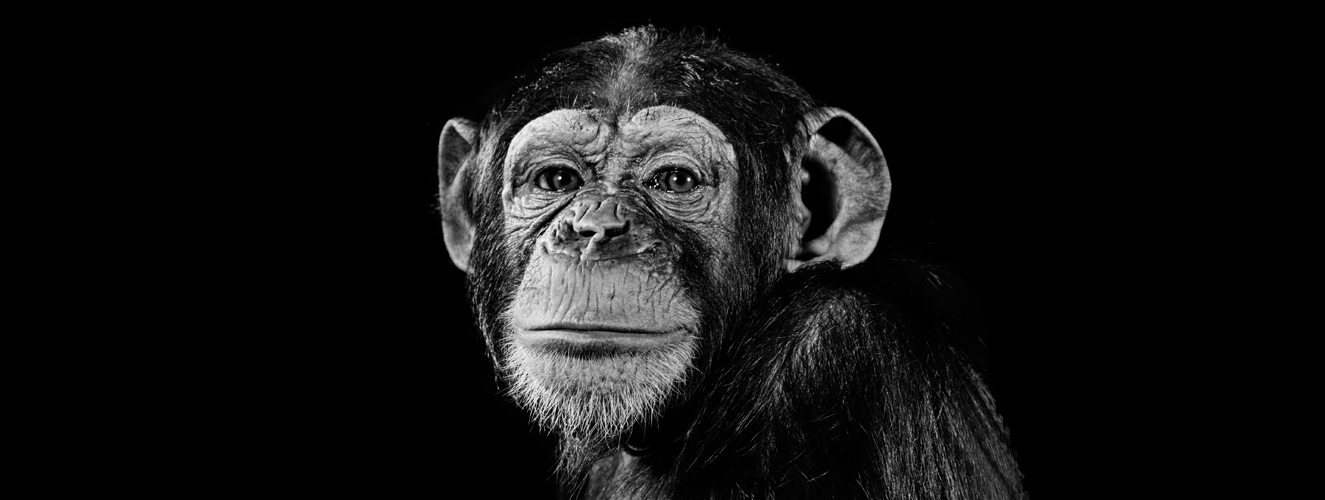 Das Foto zeigt einen Schimpansen, der gefühlvoll schaut