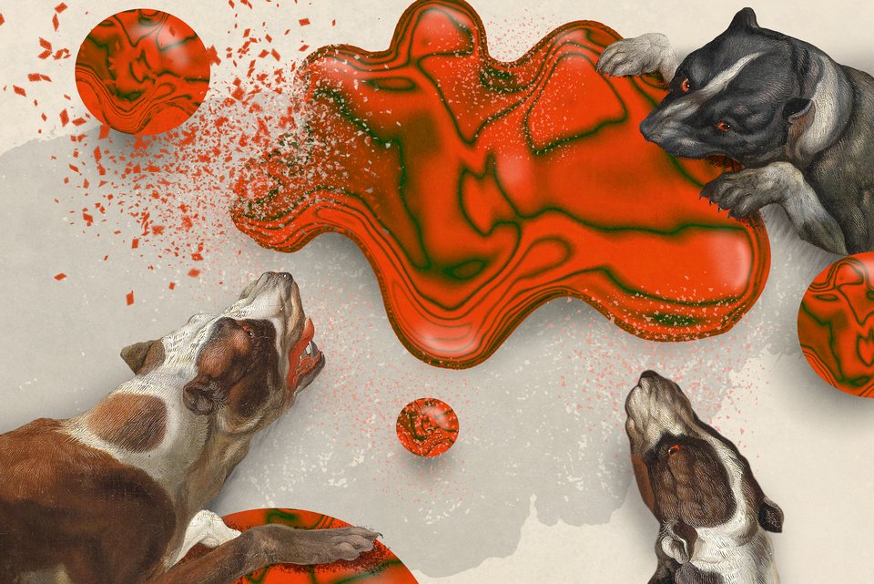 Die Illustration zeigt drei aggressive bissige Hund, die über eine rote Substanz herfallen.
