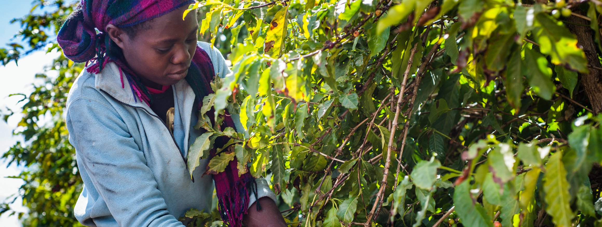 Eine afrikanische Erntehelferin pflückt Kaffeebeeren vom Strauch