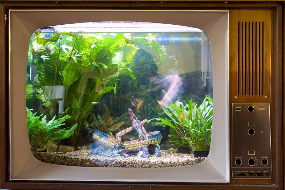 In einem Fernseher ist ein Aquarium eingebaut, in dem Fische und Wasserpflanzen zu sehen sind