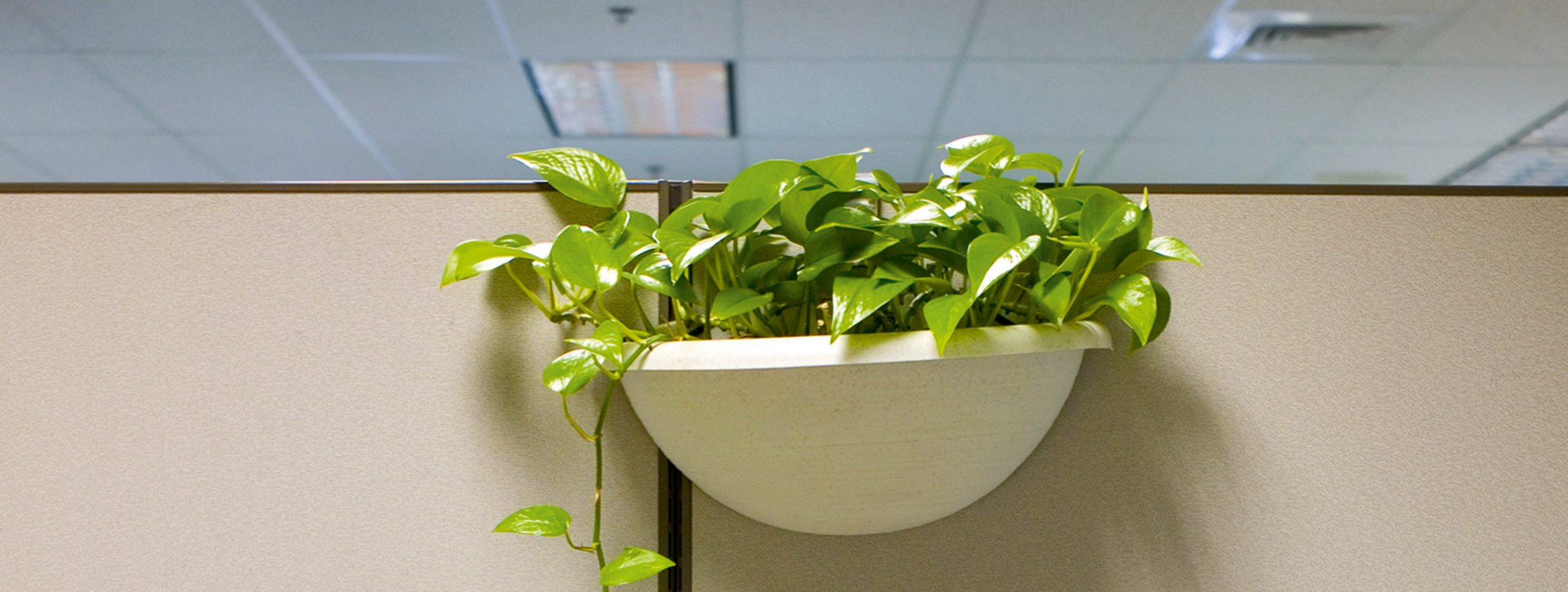 Eine Grünpflanze hängt an einer Trennwand im Großraumbüro