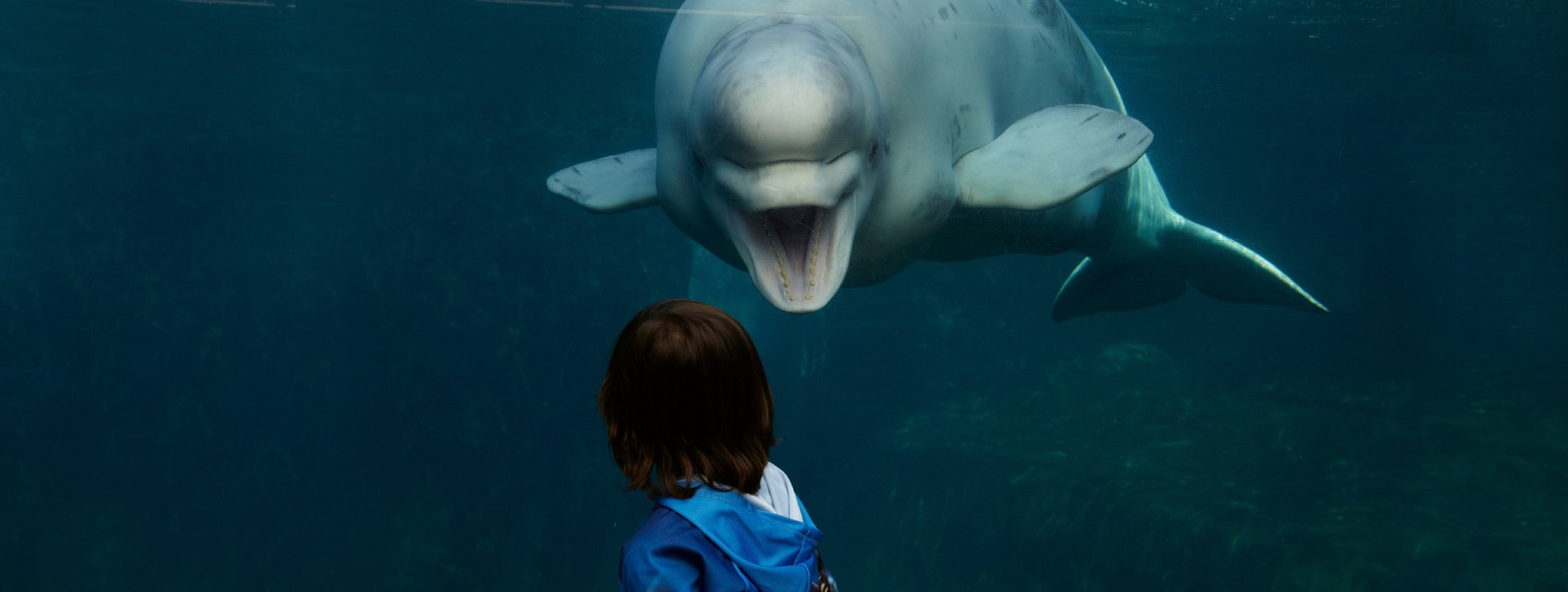 Ein Kind steht vor einem Aquarium im Zoo und schaut auf einen Belugawal, der ihn bewusst ansieht und ihn anzulachen scheint