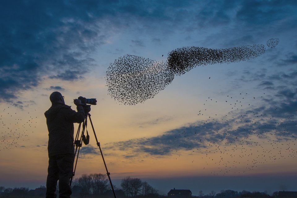 Ein Fotograf steht fotografiert in der Abenddämmerung einen Vogelschwarm der im scheinbaren Durcheinander eine Formation bildet