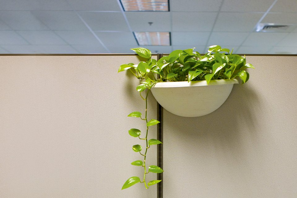 Eine Grünpflanze hängt an einer Trennwand im Großraumbüro