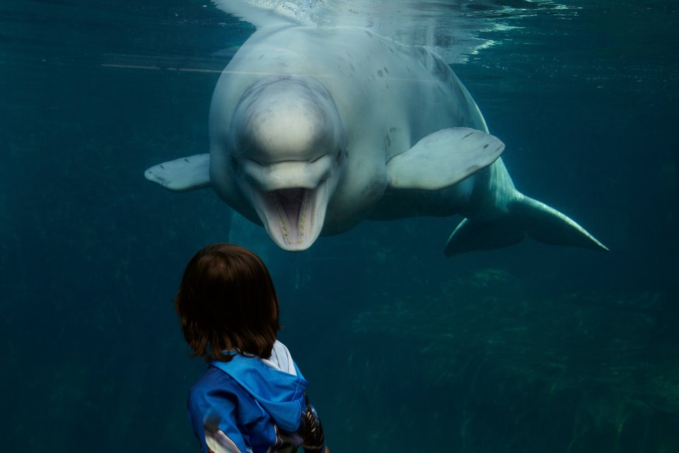Ein Kind steht vor einem Aquarium im Zoo und schaut auf einen Belugawal, der ihn bewusst ansieht und ihn anzulachen scheint