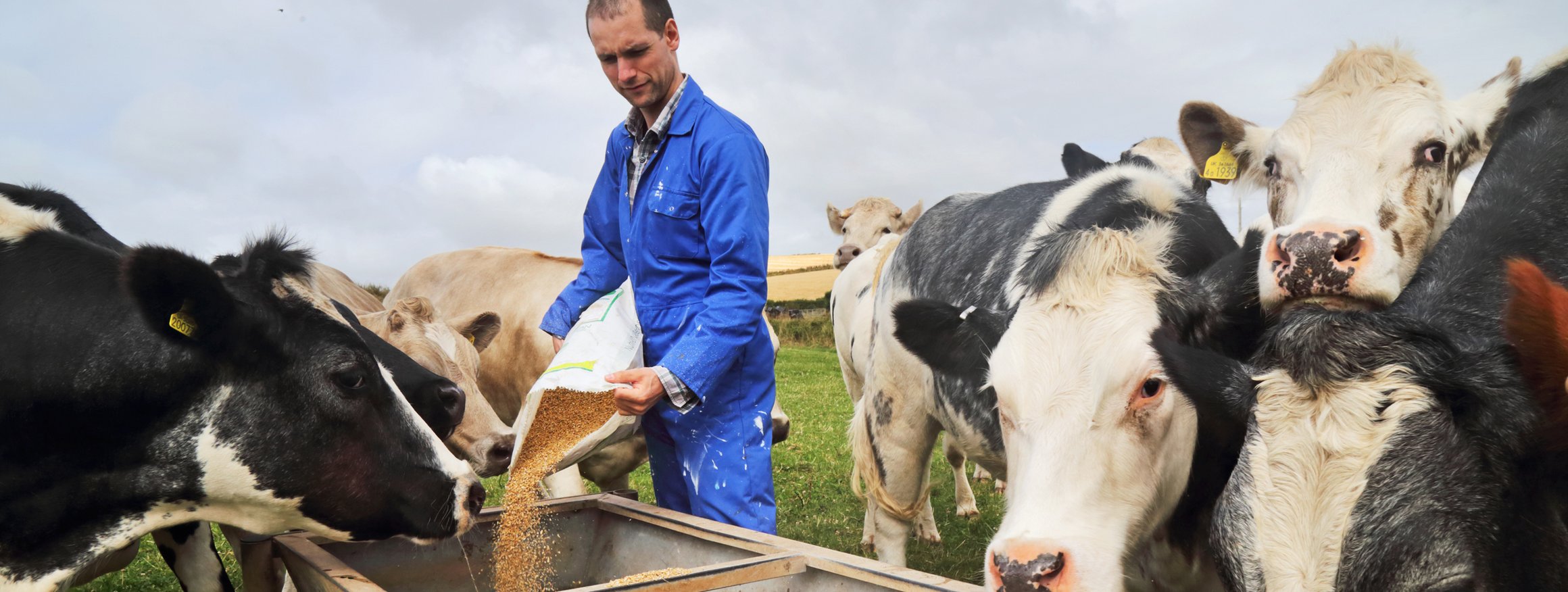 Ein Landwirt steht auf einer Weide, umringt von Rindern, und schüttet Futter in den Trog