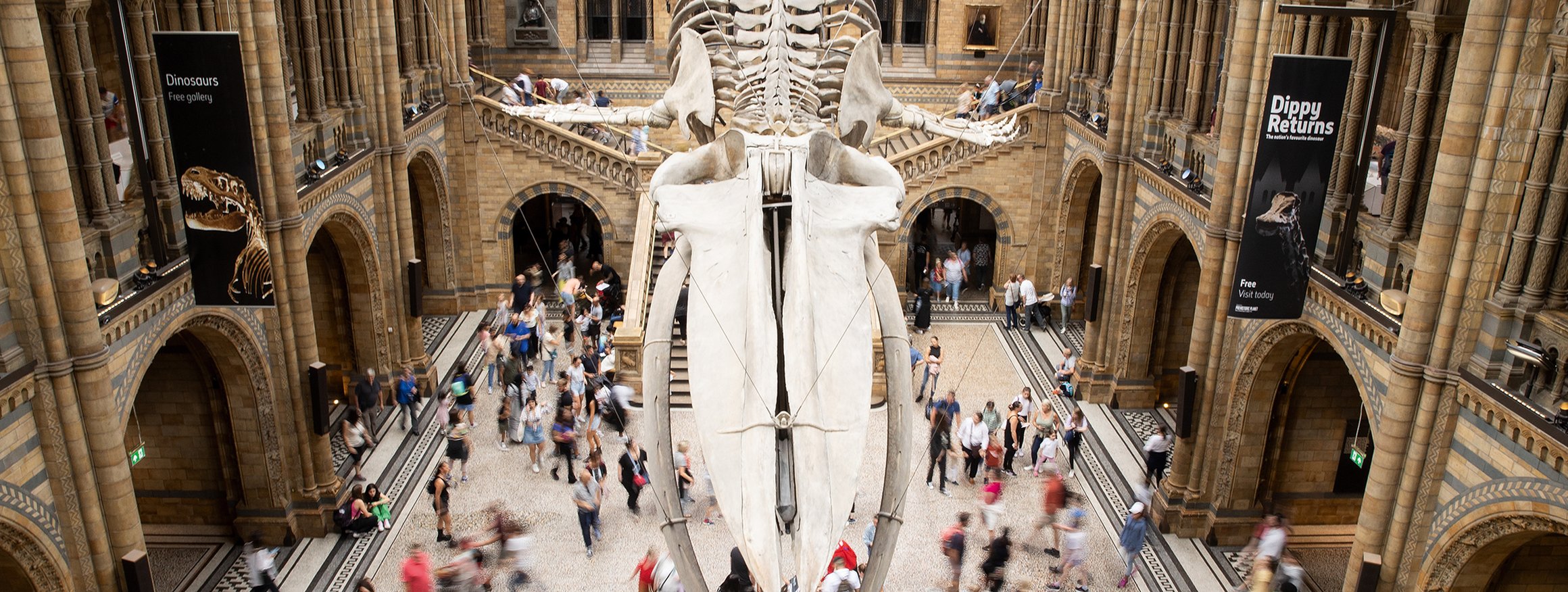 Ein Walskelett ist ein einem Naturkundemuseum umringt von Besuchern