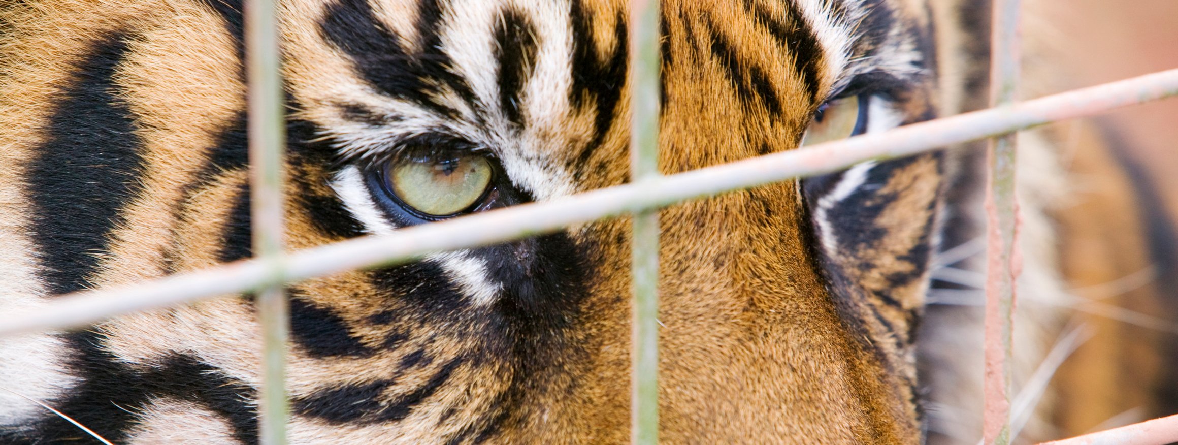 Tiger blickt durch Käfiggitter nach außen