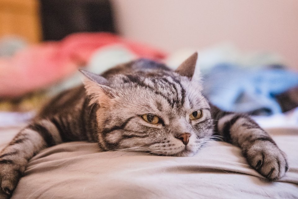 Eine Katze liegt träge, mit ausgestreckten Pfoten, da