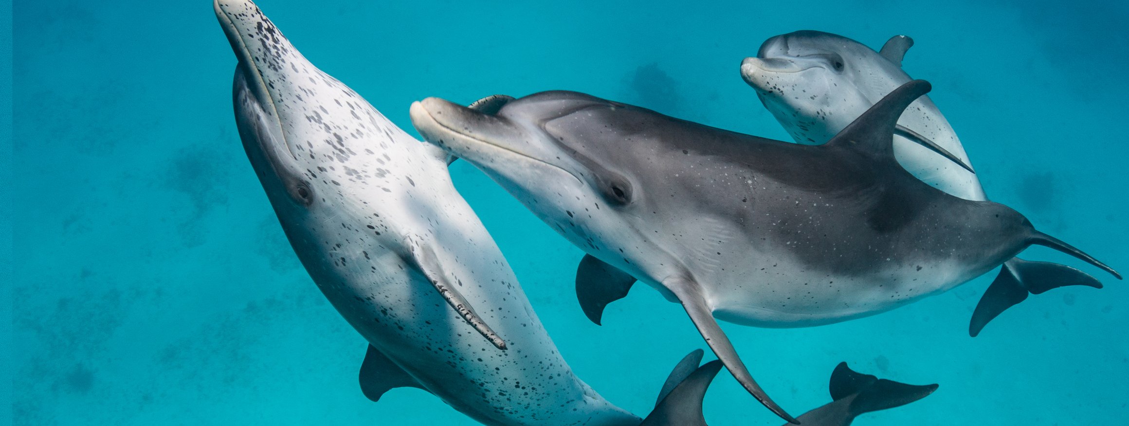 Vier Delfine kooperieren miteinander