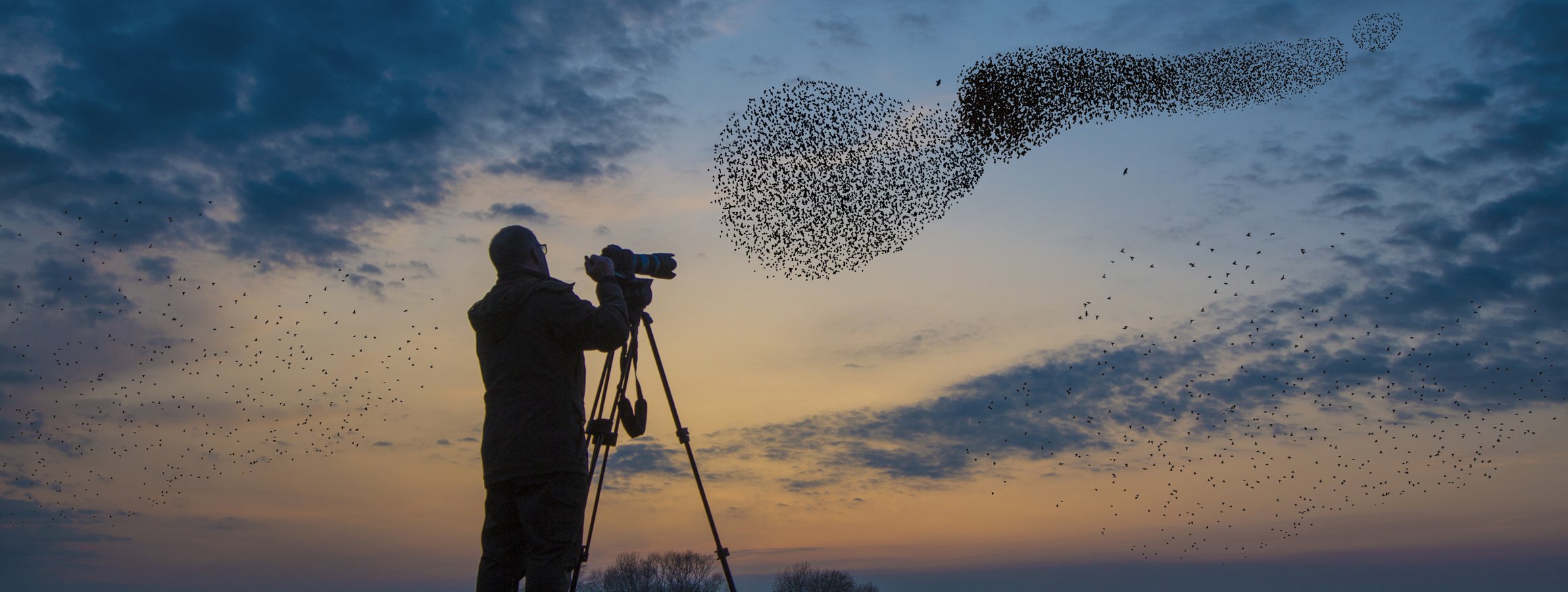 Ein Fotograf steht fotografiert in der Abenddämmerung einen Vogelschwarm der im scheinbaren Durcheinander eine Formation bildet