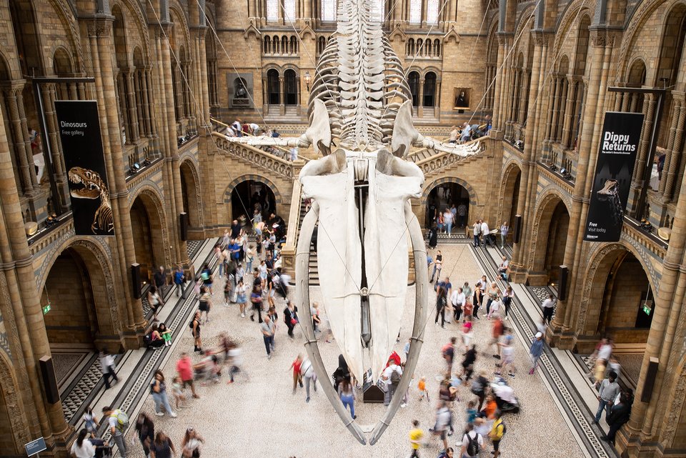 Ein Walskelett ist ein einem Naturkundemuseum umringt von Besuchern