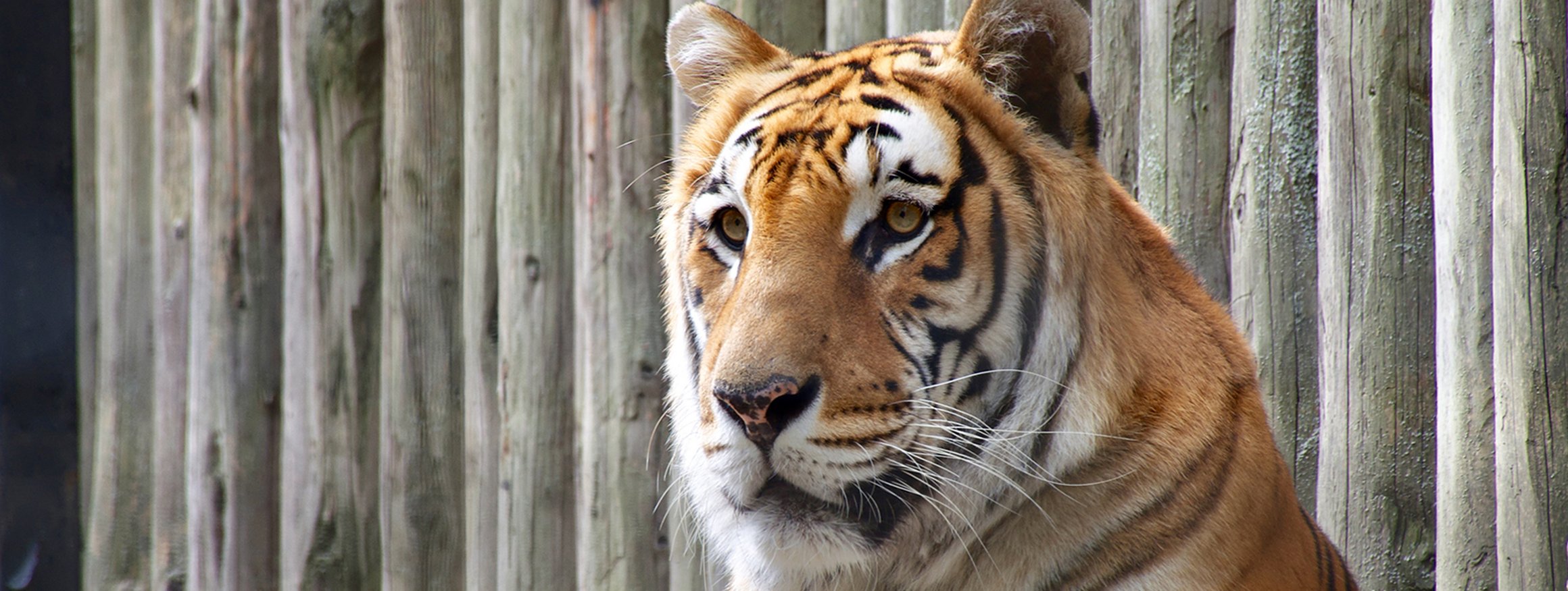 Eine Tiger vor einer Holzwand im Zoo