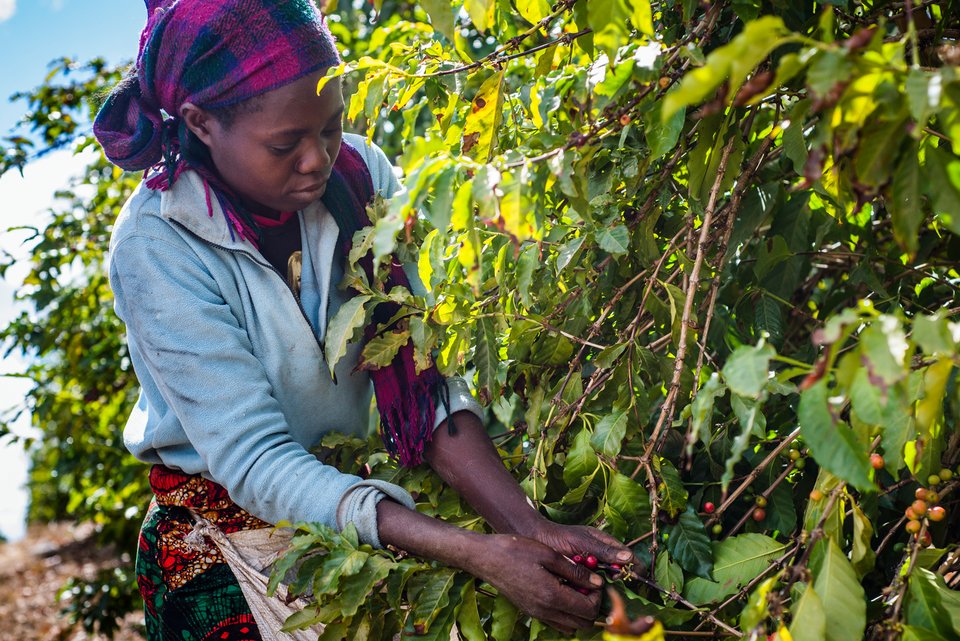 Eine afrikanische Erntehelferin pflückt Kaffeebeeren vom Strauch